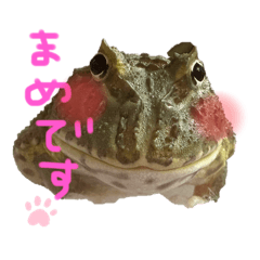 [LINEスタンプ] かえるのまめです