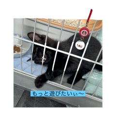 [LINEスタンプ] 黒猫の日常2  キキ