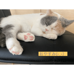 [LINEスタンプ] 猫たちの森  まる編