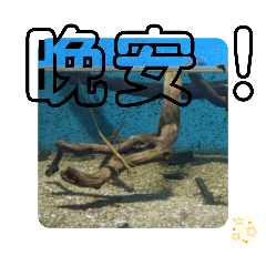 [LINEスタンプ] 繁体語 日常会話 シャチ AQUA無顎類肴の画像（メイン）