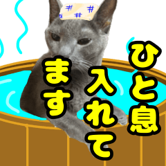 [LINEスタンプ] 愛しい猫たちに捧ぐスタンプ