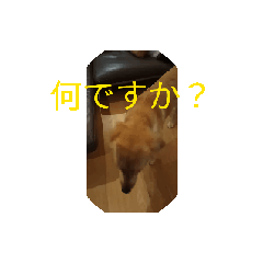 [LINEスタンプ] ゴールデンレトリーバーのミロちゃん2