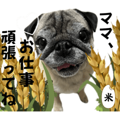 [LINEスタンプ] ぼく、コメ太郎！