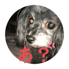 [LINEスタンプ] 犬だニョーん5