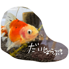 [LINEスタンプ] 金魚・昆虫のスタンプ