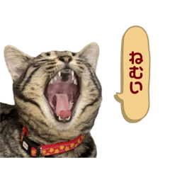 [LINEスタンプ] キジ白猫とキジトラ猫 吹き出し日常会話