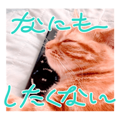 [LINEスタンプ] 茶トラはなちゃん