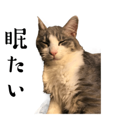 [LINEスタンプ] 猫はちべぇのスタンプ