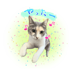 [LINEスタンプ] いろいろちぃstamps