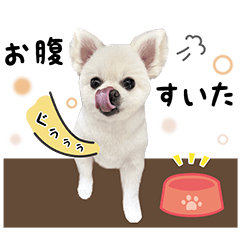 [LINEスタンプ] ポメラニアンの ぽぽ