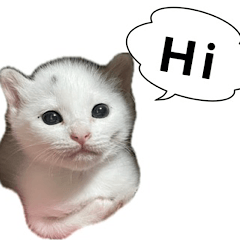 [LINEスタンプ] わが家のアイドル（猫）