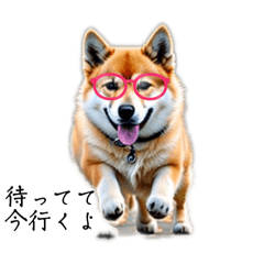 [LINEスタンプ] 柴犬「リアル」