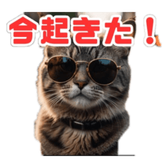 [LINEスタンプ] ねこねこ飼ってみないかい⁇