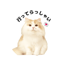 [LINEスタンプ] 日常会話 しらたまのスタンプ