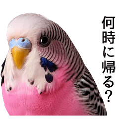 [LINEスタンプ] 母が使うセキセイインコメッセージの画像（メイン）