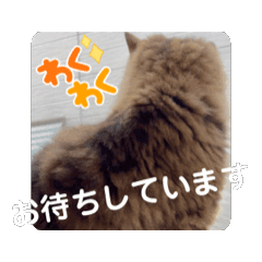 [LINEスタンプ] もこ’s スタンプ 動くもこちゃん1