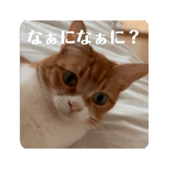 [LINEスタンプ] 動く猫ちゃんฅ•ω•ฅ