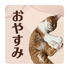 [LINEスタンプ] ラテねこ写真集♡