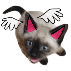 [LINEスタンプ] ねこと犬チワワ