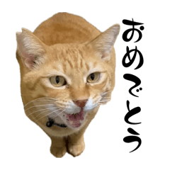 [LINEスタンプ] ちゃーくんからあなたへ5