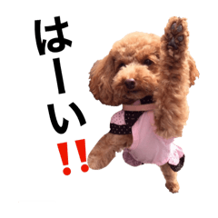 [LINEスタンプ] トイプードル COCO（修正版）
