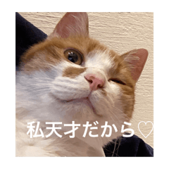 [LINEスタンプ] 猫合わせてあつめて