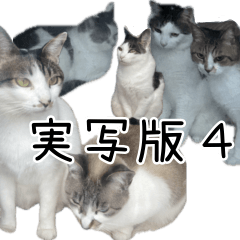 [LINEスタンプ] 《実写版》ゆる猫の日常あいさつ 4