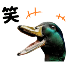 [LINEスタンプ] リアル鴨ミーム