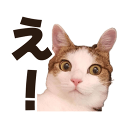 [LINEスタンプ] 千代子さんのきもち