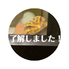 [LINEスタンプ] 爬虫類動画スタンプ(仕事関連)