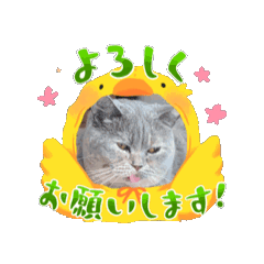 [LINEスタンプ] 猫たち大集合！！