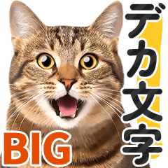 [LINEスタンプ] 【デカ文字BIG】キジトラ猫❤基本の会話の画像（メイン）