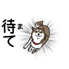 [LINEスタンプ] 【柴犬こむぎ】日常会話