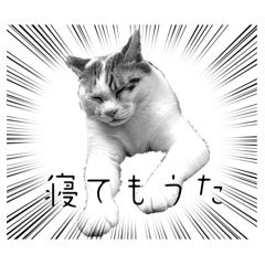[LINEスタンプ] 猫からあなたへのスタンプ