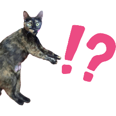 [LINEスタンプ] サビ猫さだこの画像（メイン）