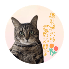 [LINEスタンプ] 可愛い猫のマイケルくん