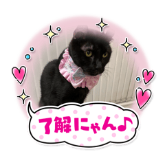 [LINEスタンプ] 黒猫 ノアルのスタンプ