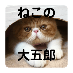 [LINEスタンプ] ねこの大五郎2
