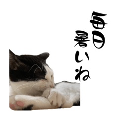 [LINEスタンプ] 茶とみからあなたへ4