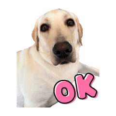 [LINEスタンプ] 愉快なワンちゃんの日常の画像（メイン）
