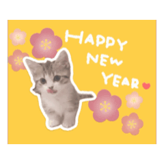 [LINEスタンプ] 猫のれんげさんスタンプ⑥