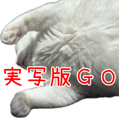 [LINEスタンプ] 《実写版》ゆる猫の日常あいさつ 5【GO】