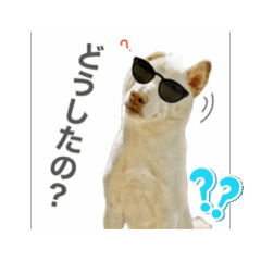 [LINEスタンプ] 動くヤン柴②ᕷ*.°