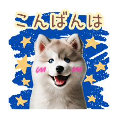 [LINEスタンプ] 敬語を使うシベリアンハスキー犬