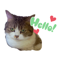 [LINEスタンプ] 猫のれんげさんスタンプ④