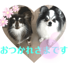 [LINEスタンプ] 毎日ワンコ⑧