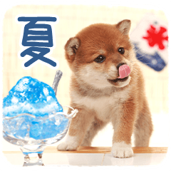 [LINEスタンプ] わくわく♪夏の柴犬だワン！