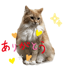 [LINEスタンプ] 猫たちの森  ハク編