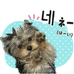 [LINEスタンプ] ヨーキーの韓国語スタンプ