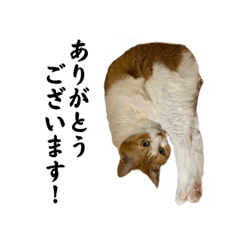 [LINEスタンプ] スタンプみあちゃくら